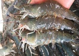 Product Info Image 5